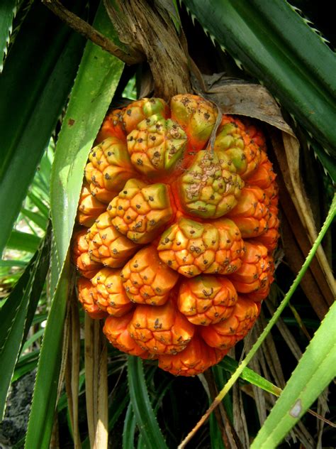 Pandanus.....The fruit can be eaten raw or cooked and is a major source ...