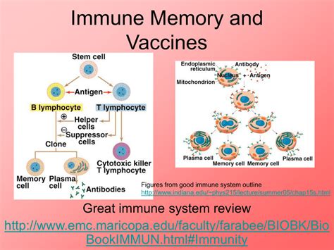 Immune Memory and Vaccines