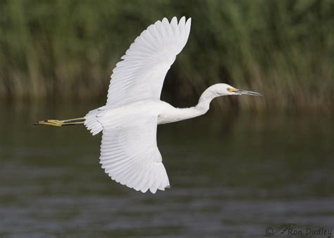 Two Perspectives On Snowy Egrets In Flight – Feathered Photography