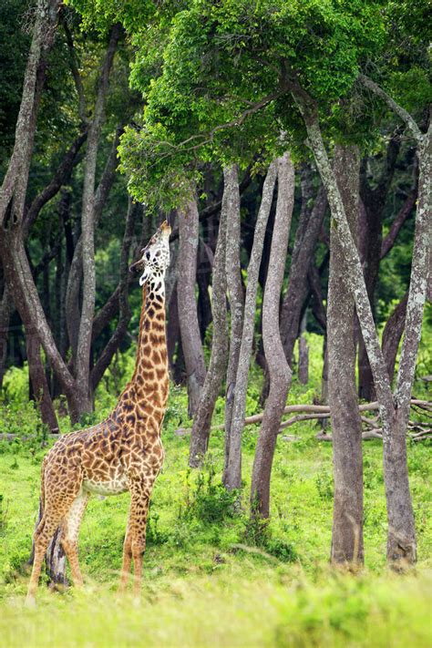 Giraffe eating tree leaves, located at the Serengeti Plains; Tanzania - Stock Photo - Dissolve