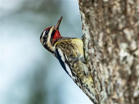 Yellow-bellied Sapsucker Range, Habitat + Distribution | Birdfact