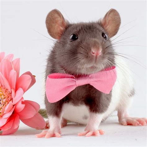 Rat Names - Over 200 Great Ideas For Naming Your Pet Rat