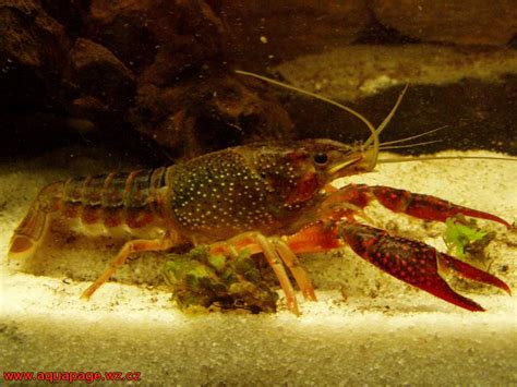 Procambarus Clarkii: Facts, Characteristics, Habitat and More - Animal Place