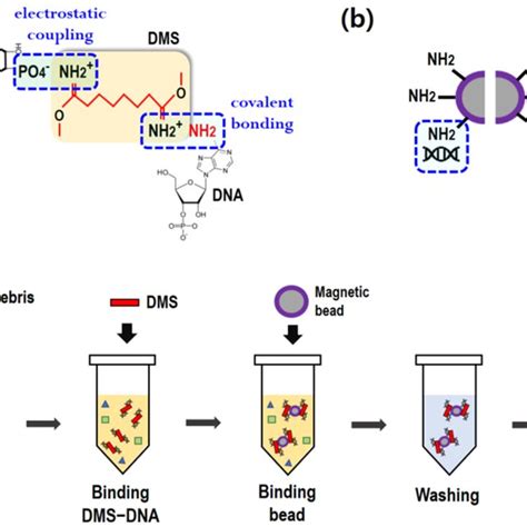 Schematic for cfDNA extraction using a homobifunctional imidoester ...