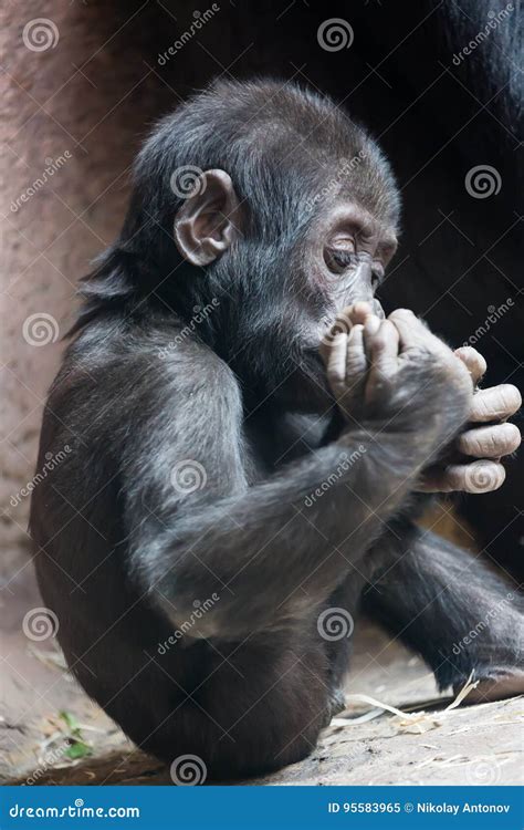 Cute Little Gorilla Baby Playing with Foot Stock Image - Image of child ...