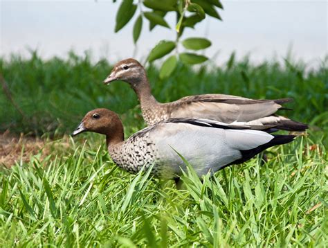 Australian wood duck, maned duck or maned goose (Chenonetta jubata) is a dabbling duck found ...