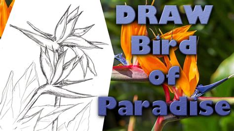 HOW TO DRAW A BIRD OF PARADISE FLOWER Step by Step Pencil Drawing Tutorial. Guided realistic ...