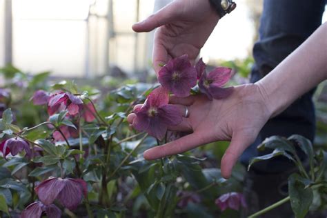 Say hello to hellebores - Floret Flowers