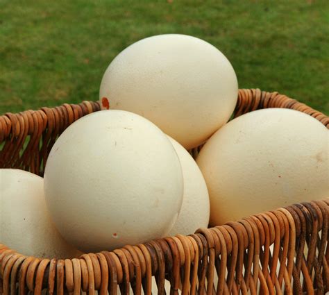 Kowhai Grove Ostrich - Feilding New Zealand for birds, meat, eggs, feathers, skins