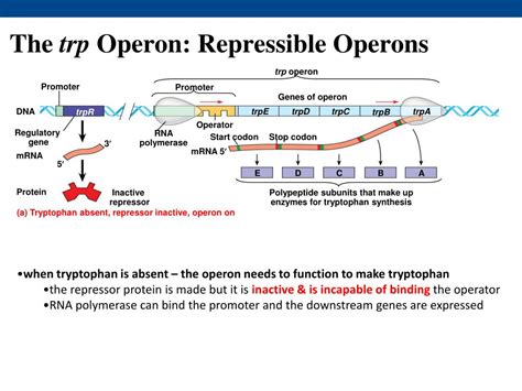 PPT - Regulation of Gene Expression PowerPoint Presentation, free ...