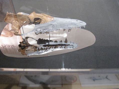 The skull of Pakicetus, a 48.5-million-year-old whale | Flickr