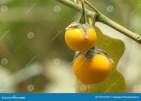 Yellow Fruit of Roach Berry Growth on Branch in Nature. Dutch Eggplant or Roach Berry on Tree ...