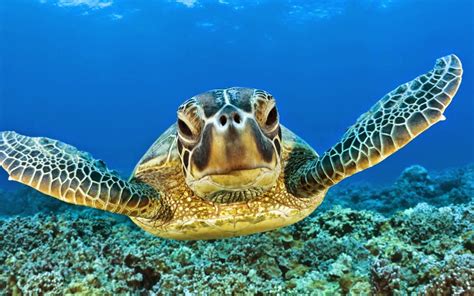 Sea Turtle - HD Wallpapers | Earth Blog