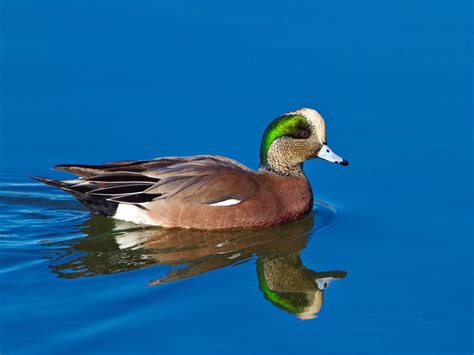 American Wigeon - Male (With images) | Male, American, Duck