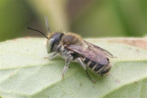 Small Fuzzy Bee - Megachile - BugGuide.Net