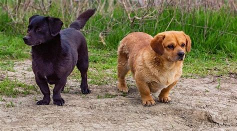 Dachshund Labrador Retriever Mix: Dachsador Breed Overview | Canine Journal | Labrador retriever ...