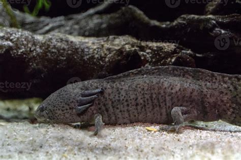 axolotl mexican salamander portrait underwater 20241159 Stock Photo at ...