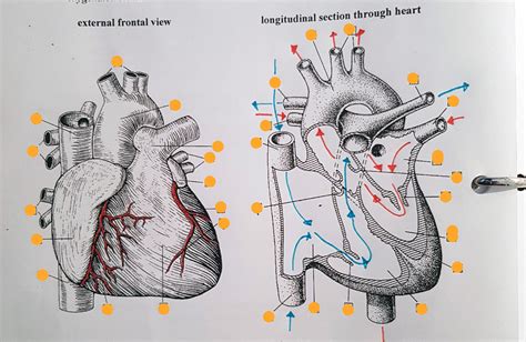 Heart Diagram | Quizlet