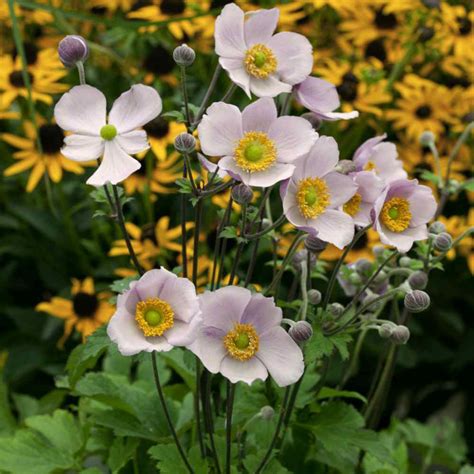 Anemone Seeds - Japonica Flower Seed