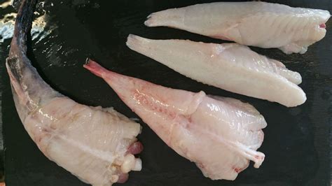 Monkfish | Fish Glorious Fish