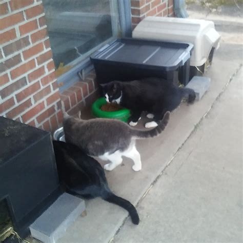 Community Cat Colony Program — Concerned Citizens for Animals