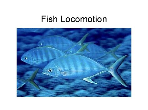 Fish Locomotion Definition The result of interactions between