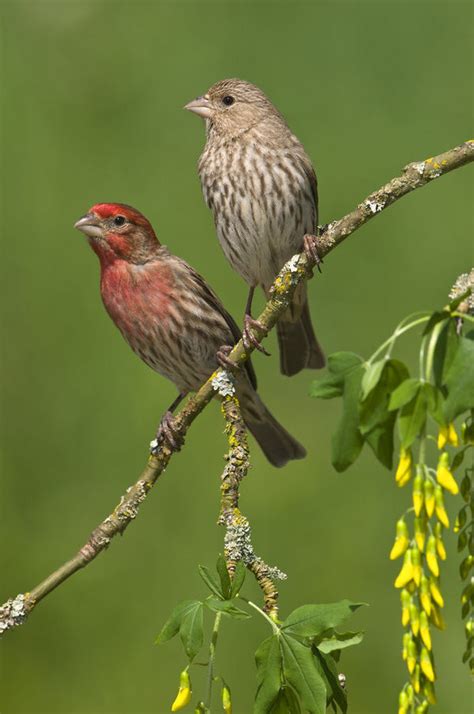 Male and female House finches (Carpodacus mexicanus) on plum blossoms at Victoria, Vancouver ...