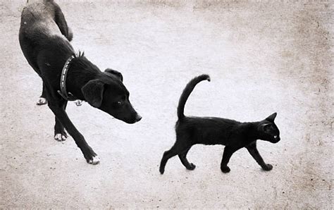 Dog Chasing Cat Stock Photos, Pictures & Royalty-Free Images - iStock