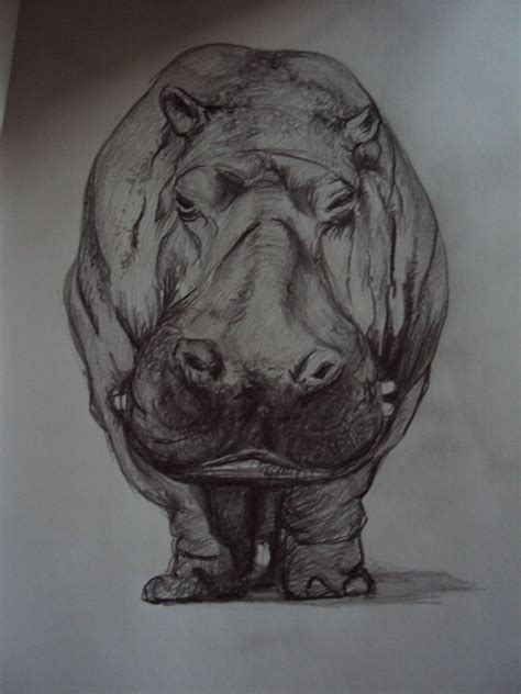 Pin by Smarty McPants on Tiger Love | Hippo drawing, Hippo tattoo ...