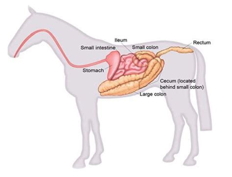 How the Horse Digestive System Works: Hindgut Fermenters | Ranvet