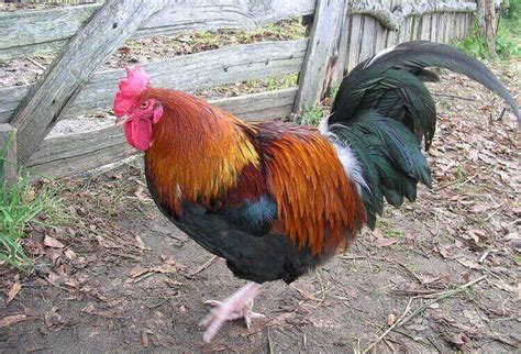 Rooster Names: 200+ Most Popular Names for Roosters - PetPress