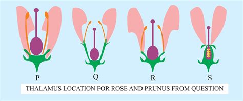 Morphology Of Flower Definition, Structure, Parts, Examples, 44% OFF