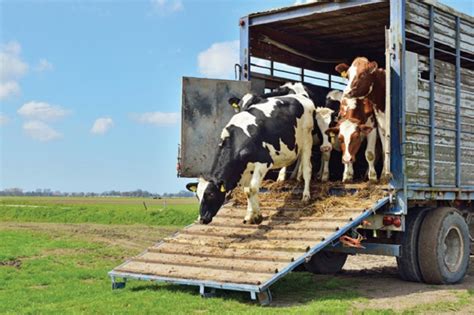 Livestock Hauling - 10 Amazing Things You Want To Know