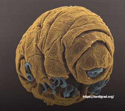 Tardigrade Taxonomy: Classification Insights