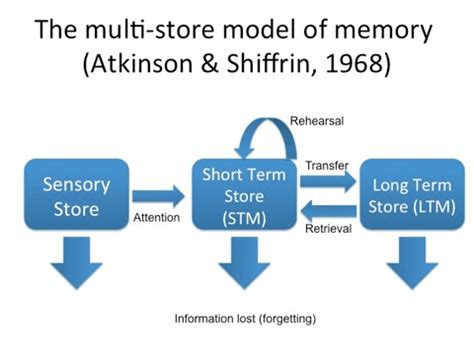 Atkinson and Shiffrin Model of Memory (Multi-Store Model) - Practical ...