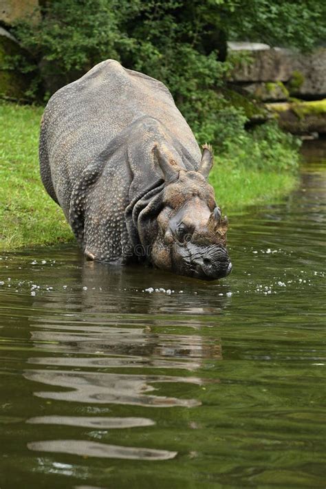 Indian Rhinoceros in the Beautiful Nature Looking Habitat Stock Photo ...