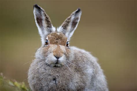 The amazing animals that need protecting in the Peak District - Derbyshire Live