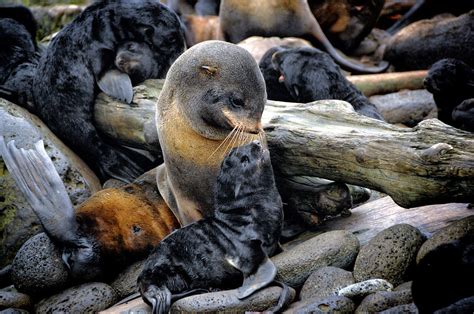 Northern Fur Seal Foraging and Diet Studies | NOAA Fisheries