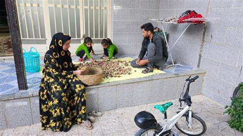 Walnut Tree Harvest and Sharing with Neighbors by Zeinab: A Rural Family's Generosity - YouTube