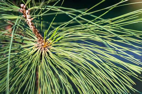 Close Up of Long Pine Needles Stock Image - Image of green, back: 168359379