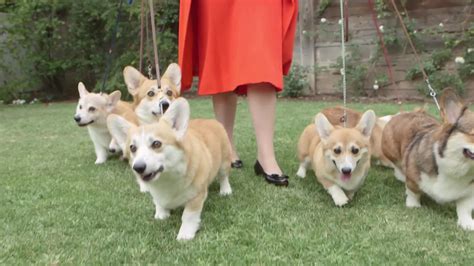 Watch The Loyal Royals: The Queen's Corgis | Vanity Fair