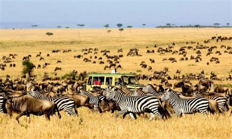 Serengeti national park wildlife safaris | Serengeti Safaris Tours ...