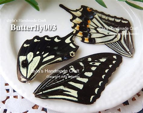 8pcs Real Butterfly Wing Authentic Butterfly Wing Nature - Etsy