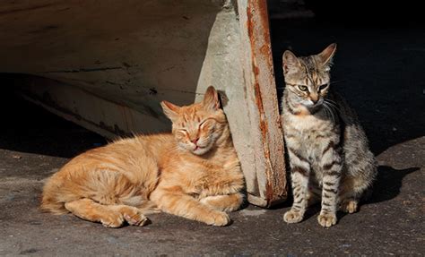 Controlling Feral Cat Colonies – HERLIFE Magazine