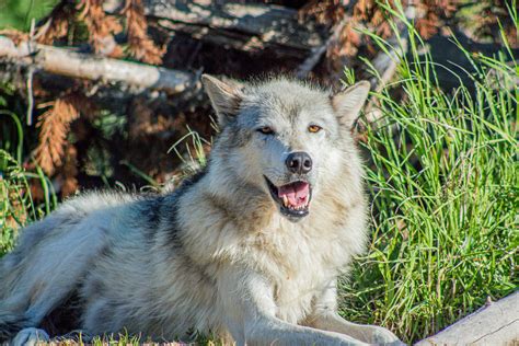 How PETA Is Helping to Save the Yellowstone Wolves | PETA