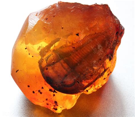 This is an amazingly rare, fossil Paradoxides... | Amber fossils, Trilobite, Fossil