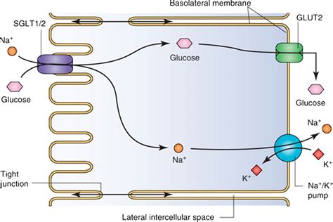 Sodium Glucose Cotransporter 2 Inhibitors - Medical Clinics