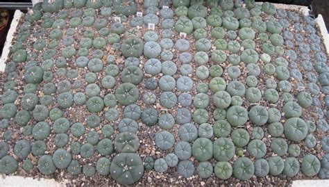 Number of greenhouses required to grow a million peyote - Cactus Conservation Institute