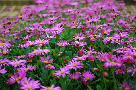 Brachyscome 'Cut-Leaf Daisy' Pink 6" Pot - Hello Hello Plants