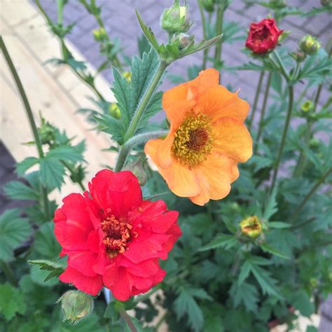 Geum (unknown varieties), Avens in GardenTags plant encyclopedia